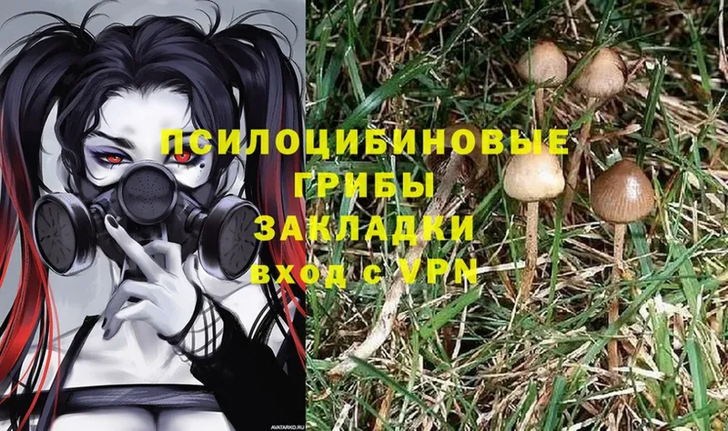 купить наркотик  Октябрьский  Псилоцибиновые грибы MAGIC MUSHROOMS 